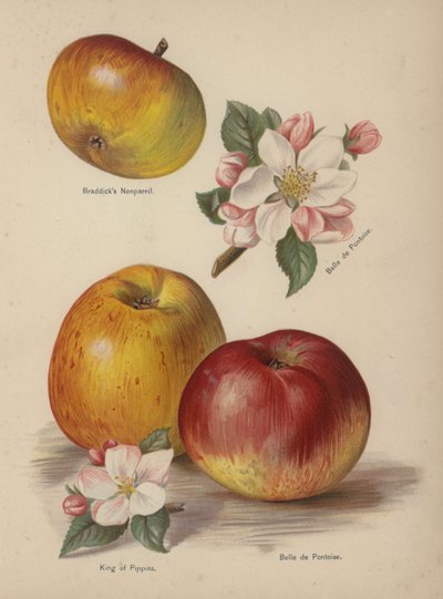 Bradpicks Nonpareil，Belle de Pontoise，皮平之王 作者 英语学校